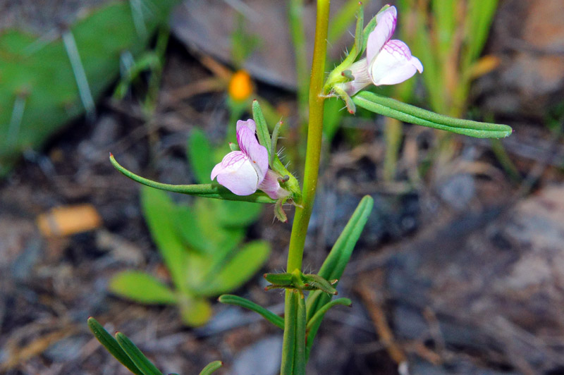 Misopates orontium